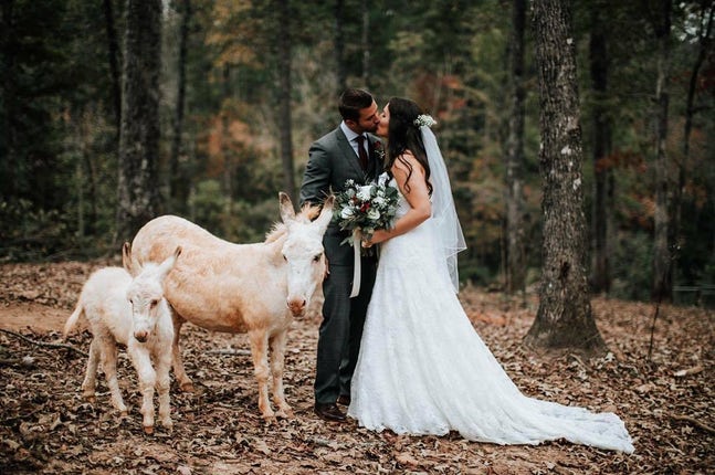 bride and groom kissing next to ponies